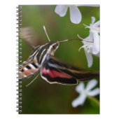 Hummingbird Moth Wire Journal Notizblock (Vorderseite)