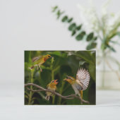 Hummingbird Mother Postkarte (Stehend Vorderseite)