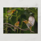 Hummingbird Mother Postkarte (Vorderseite)