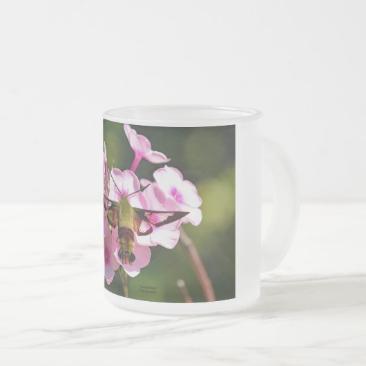 Hummingbird-Motte Mattglastasse (VorderseiteRechts)