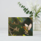 Hummingbird Mutterfood Postkarte (Stehend Vorderseite)