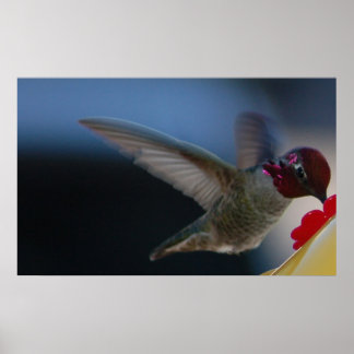 Hummingbird Nah Up ~print~ Poster