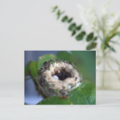 Hummingbird Nest Fotografie Postkarte (Stehend Vorderseite)