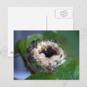 Hummingbird Nest Fotografie Postkarte (Vorne/Hinten)