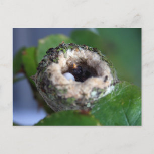 Hummingbird Nest Fotografie Postkarte