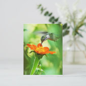 Hummingbird nimmt einen Schluck Postkarte (Stehend Vorderseite)