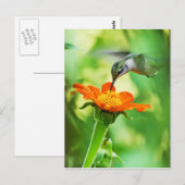 Hummingbird nimmt einen Schluck Postkarte (Vorne/Hinten)