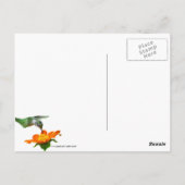 Hummingbird nimmt einen Schluck Postkarte (Rückseite)