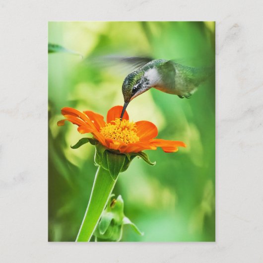 Hummingbird nimmt einen Schluck Postkarte (Vorderseite)