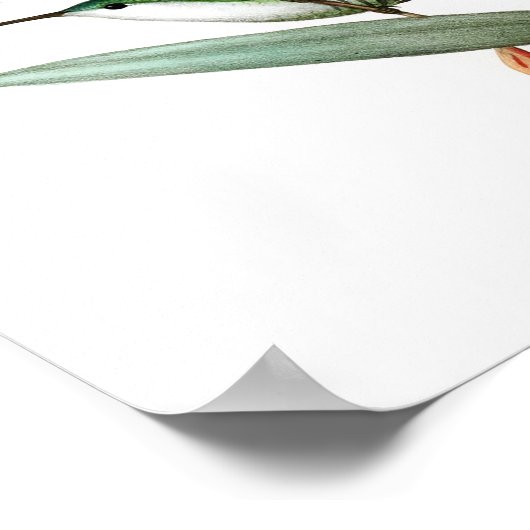 Hummingbird No.12 Antique Vogel Poster Print. (Ecke)