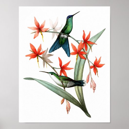 Hummingbird No.12 Antique Vogel Poster Print. (Vorne)