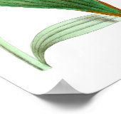 Hummingbird no.1 Bird and Botanic Wall Art Poster (Ecke)