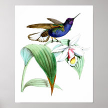 Hummingbird no.1 Bird and Botanic Wall Art