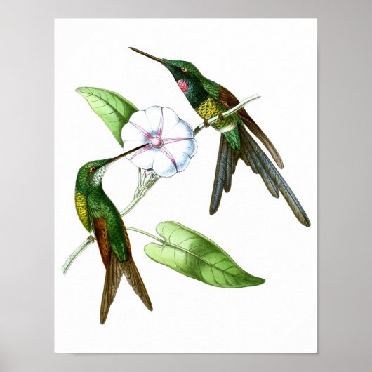 Hummingbird No.4 Antique Natural History Print. Poster (Vorne)
