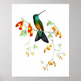 Hummingbird No.6 Antique Natural History Print. Poster