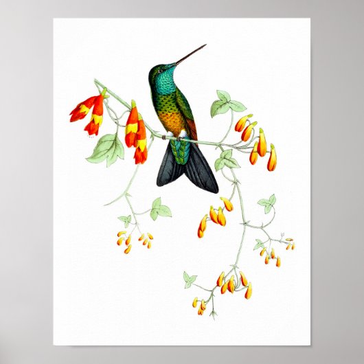 Hummingbird No.6 Antique Natural History Print. Poster (Vorne)