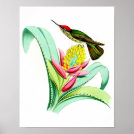 Hummingbird No.7 Antique Vogel Poster Print.