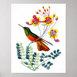 Hummingbird No.9 Antique Vogel Poster Print.