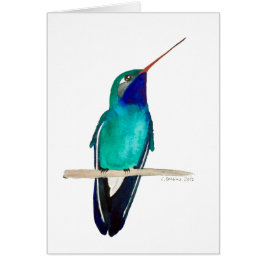Hummingbird-Perched