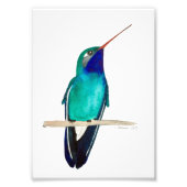 Hummingbird-Perched Fotodruck (Vorne)