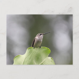 Hummingbird Perching Postcard Postkarte