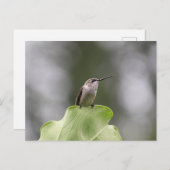 Hummingbird Perching Postcard Postkarte (Vorne/Hinten)