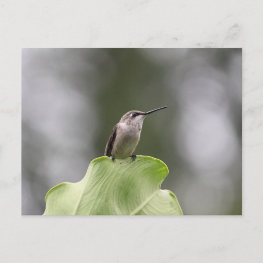 Hummingbird Perching Postcard Postkarte (Vorderseite)