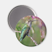 Hummingbird Perle II Magnet (Vorderseite/Rückseite)