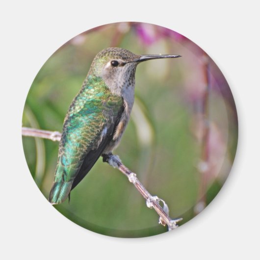 Hummingbird Perle II Magnet (Vorne)