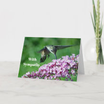 Hummingbird Pink Blume Wildlife Foto Beileid