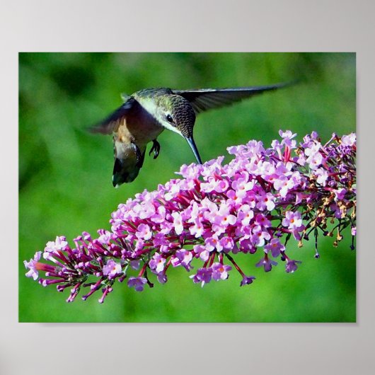 Hummingbird Pink Blume Wildlife Foto Poster (Vorne)