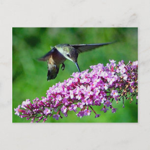 Hummingbird Pink Blume Wildlife Foto Postkarte