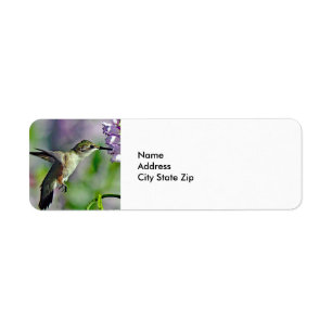 Hummingbird Pink Floral Wildlife Foto