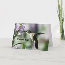 Hummingbird Pink Floral Wildlife Foto