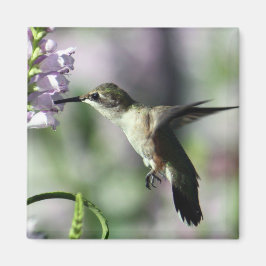 Hummingbird Pink Floral Wildlife Foto Magnet