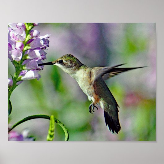 Hummingbird Pink Floral Wildlife Foto Poster (Vorne)