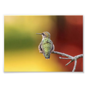Hummingbird Pose Foto Print