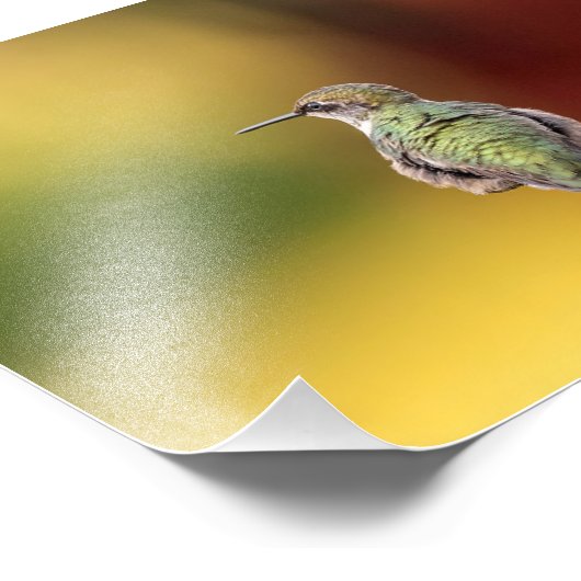 Hummingbird Pose Foto Print (Ecke)