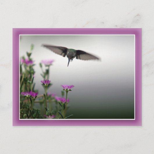 Hummingbird Postcard Postkarte (Vorderseite)