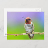 Hummingbird Postcard Postkarte (Vorne/Hinten)