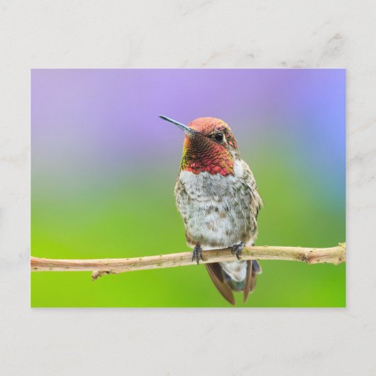 Hummingbird Postcard Postkarte (Vorderseite)