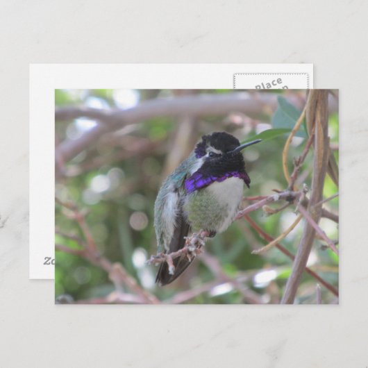 Hummingbird Postcard Postkarte (Vorne/Hinten)