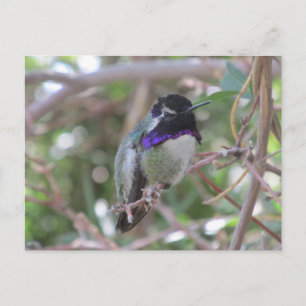 Hummingbird Postcard Postkarte
