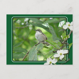 Hummingbird Postcard Postkarte