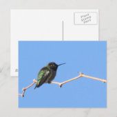 Hummingbird Postcard Postkarte (Vorne/Hinten)