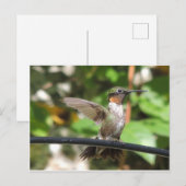 Hummingbird Postcard Postkarte (Vorne/Hinten)
