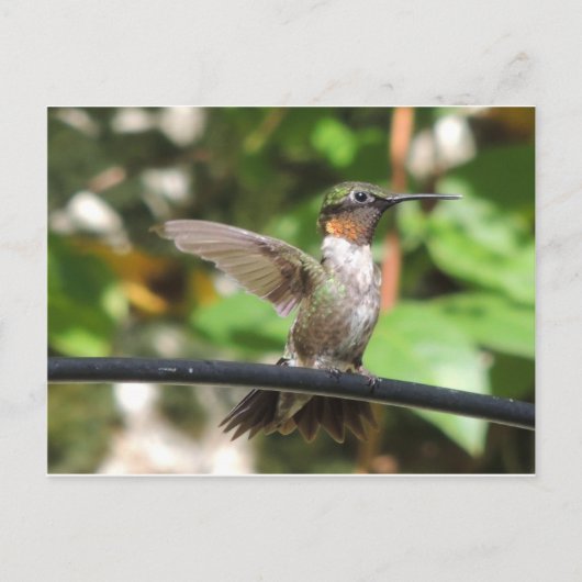 Hummingbird Postcard Postkarte (Vorderseite)