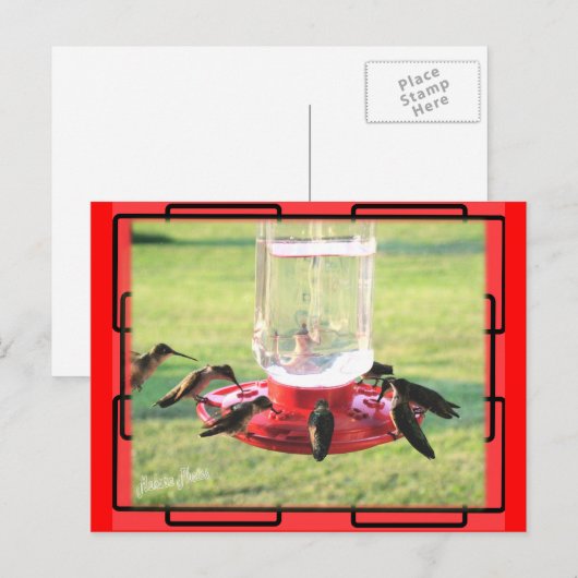 Hummingbird Postcard Postkarte (Vorne/Hinten)