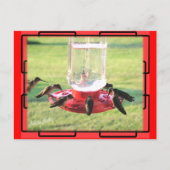 Hummingbird Postcard Postkarte (Vorderseite)