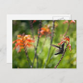 Hummingbird Postcard Postkarte (Vorne/Hinten)